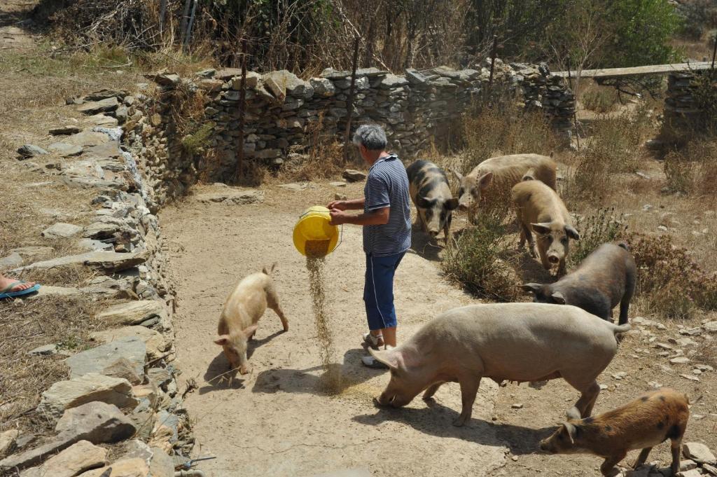 Agriturismo Finagliosu Palmadula Εξωτερικό φωτογραφία