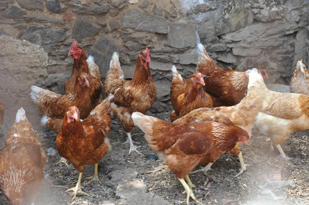 Agriturismo Finagliosu Palmadula Εξωτερικό φωτογραφία