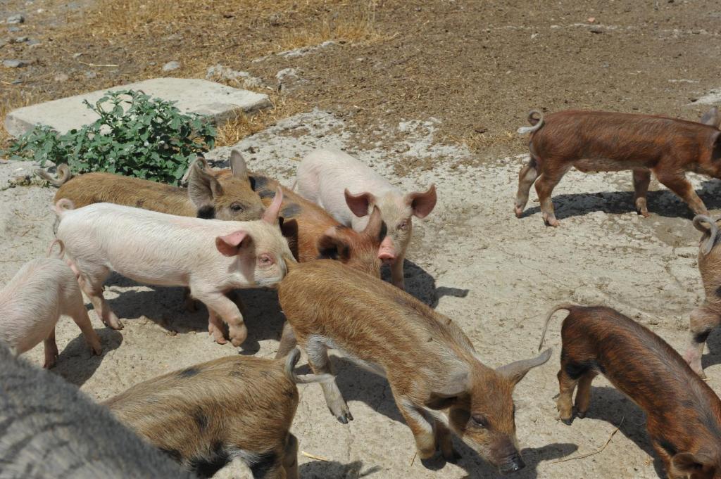 Agriturismo Finagliosu Palmadula Εξωτερικό φωτογραφία